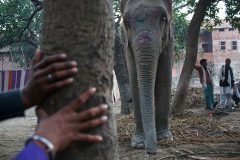 An elephant diplayed at Sonepur Mela.