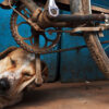 india_varanasi_2011_sleeping_dog_bicycle_bike_pedal_street_photography_maciej_dakowicz